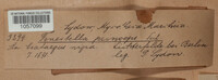 Fenestella princeps image